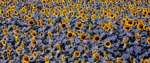 Preview wallpaper sunflowers, flowers, field, plants, leaves