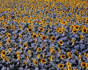 Preview wallpaper sunflowers, flowers, field, plants, leaves