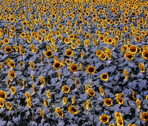 Preview wallpaper sunflowers, flowers, field, plants, leaves