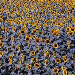 Preview wallpaper sunflowers, flowers, field, plants, leaves