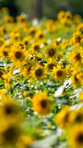 Preview wallpaper sunflowers, flowers, field, sun