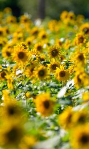 Preview wallpaper sunflowers, flowers, field, sun