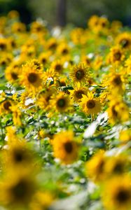 Preview wallpaper sunflowers, flowers, field, sun