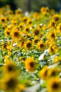Preview wallpaper sunflowers, flowers, field, sun