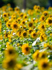 Preview wallpaper sunflowers, flowers, field, sun