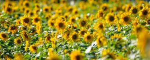 Preview wallpaper sunflowers, flowers, field, sun