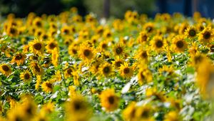 Preview wallpaper sunflowers, flowers, field, sun