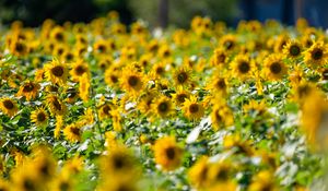 Preview wallpaper sunflowers, flowers, field, sun