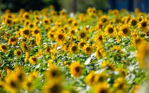 Preview wallpaper sunflowers, flowers, field, sun