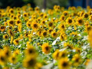 Preview wallpaper sunflowers, flowers, field, sun