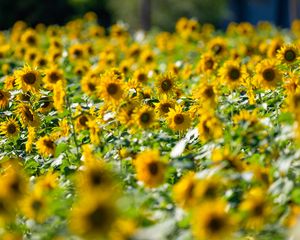 Preview wallpaper sunflowers, flowers, field, sun