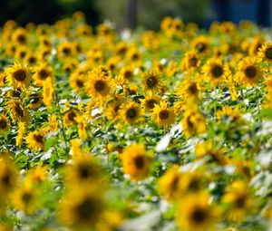 Preview wallpaper sunflowers, flowers, field, sun