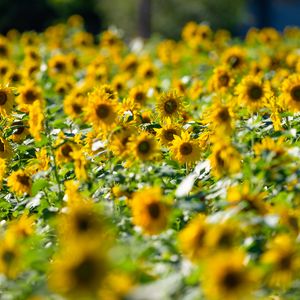 Preview wallpaper sunflowers, flowers, field, sun