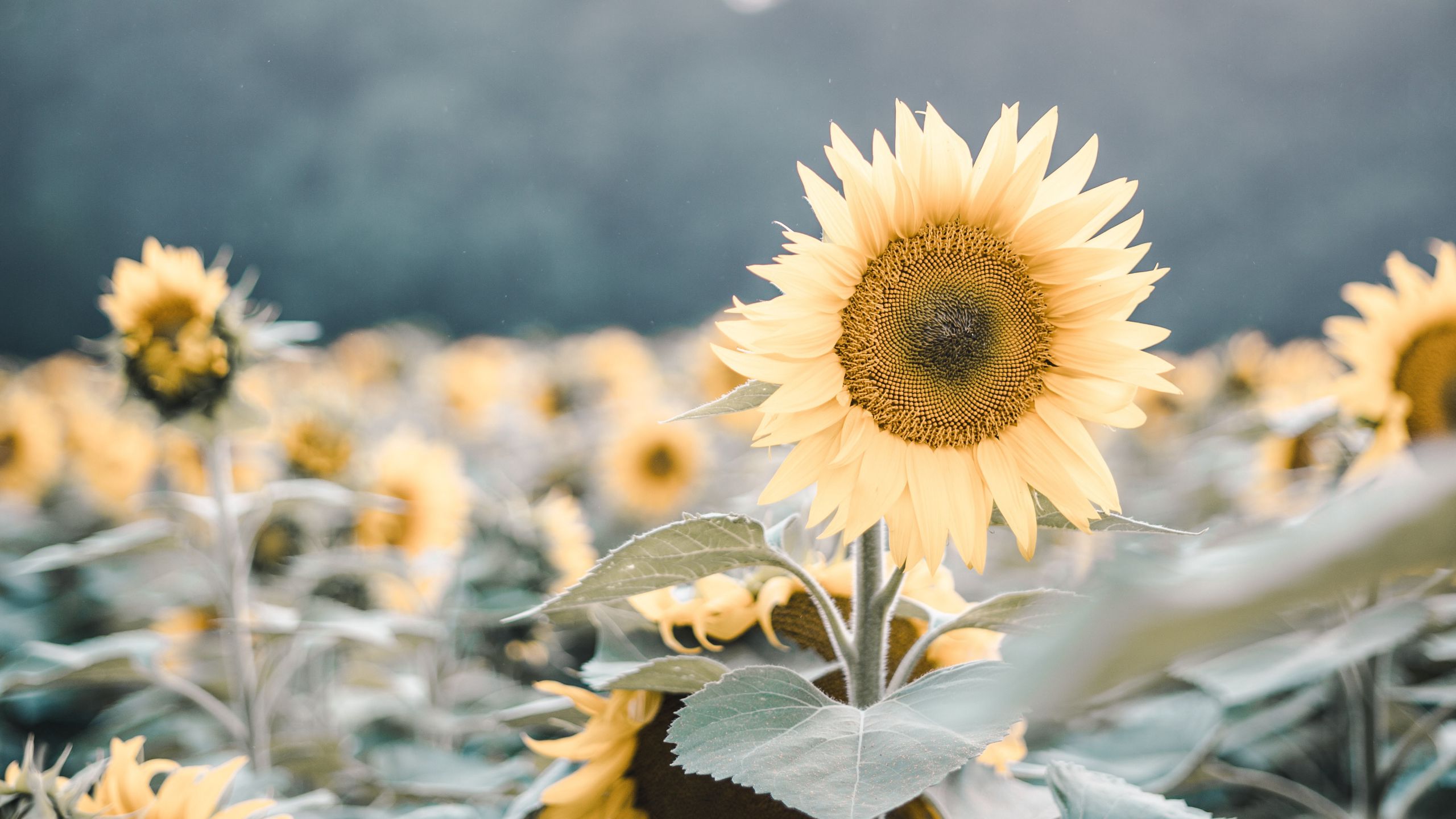 Download Wallpaper 2560x1440 Sunflowers, Flowers, Field, Flowering ...