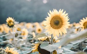 Preview wallpaper sunflowers, flowers, field, flowering, plants