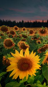Preview wallpaper sunflowers, flowers, field, forest