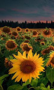 Preview wallpaper sunflowers, flowers, field, forest