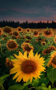 Preview wallpaper sunflowers, flowers, field, forest