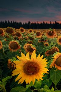 Preview wallpaper sunflowers, flowers, field, forest