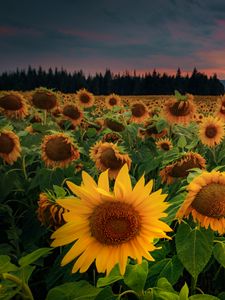 Preview wallpaper sunflowers, flowers, field, forest