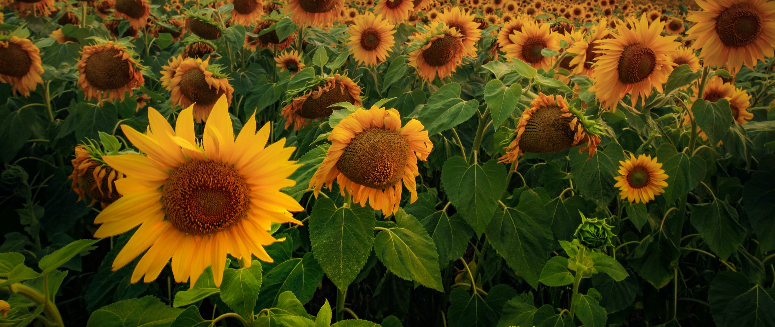 Download Wallpaper 2560x1080 Sunflowers Flowers Field Forest Dual