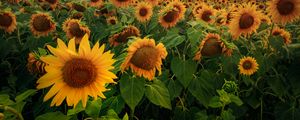 Preview wallpaper sunflowers, flowers, field, forest