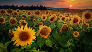 Preview wallpaper sunflowers, flowers, field, forest