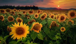 Preview wallpaper sunflowers, flowers, field, forest