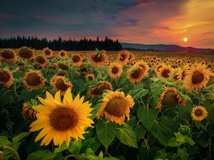 Preview wallpaper sunflowers, flowers, field, forest