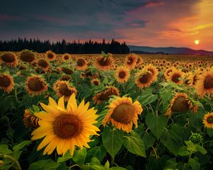 Preview wallpaper sunflowers, flowers, field, forest