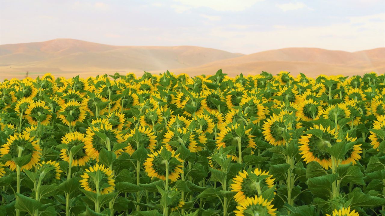 Wallpaper sunflowers, flowers, field, hills