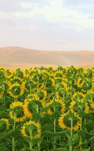 Preview wallpaper sunflowers, flowers, field, hills