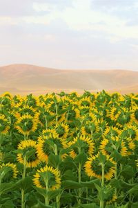 Preview wallpaper sunflowers, flowers, field, hills