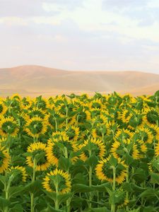 Preview wallpaper sunflowers, flowers, field, hills