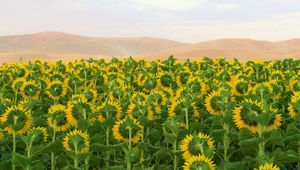 Preview wallpaper sunflowers, flowers, field, hills