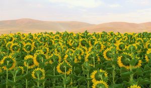 Preview wallpaper sunflowers, flowers, field, hills