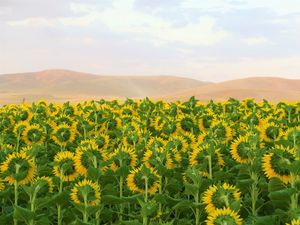 Preview wallpaper sunflowers, flowers, field, hills