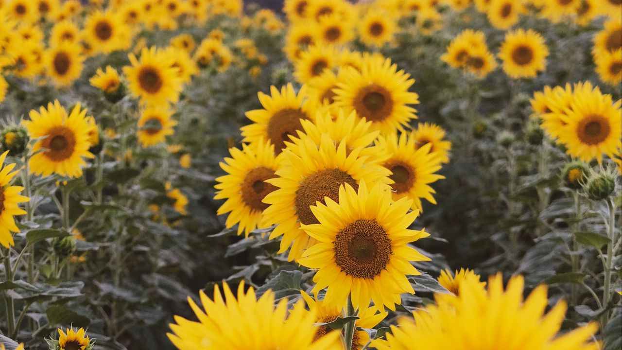 Wallpaper sunflowers, flowers, field, yellow