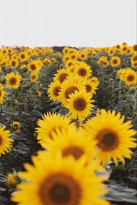 Preview wallpaper sunflowers, flowers, field, yellow