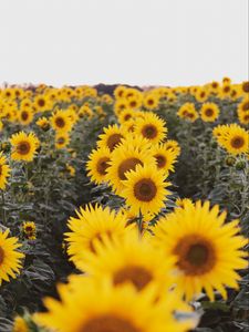 Preview wallpaper sunflowers, flowers, field, yellow