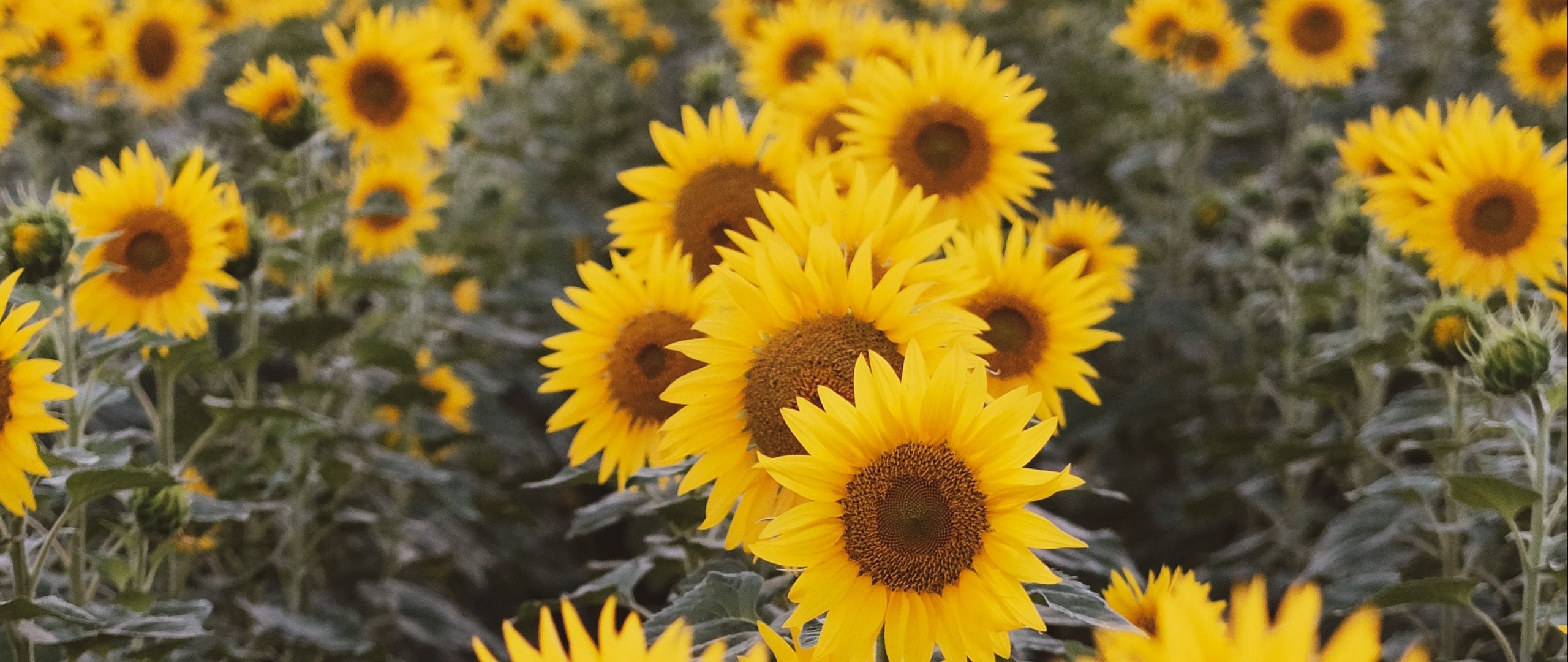 Download Wallpaper 2560x1080 Sunflowers Flowers Field Yellow Dual