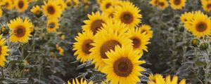 Preview wallpaper sunflowers, flowers, field, yellow