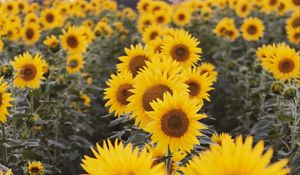 Preview wallpaper sunflowers, flowers, field, yellow