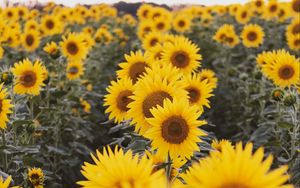 Preview wallpaper sunflowers, flowers, field, yellow