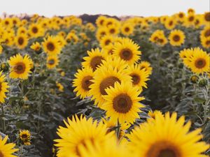 Preview wallpaper sunflowers, flowers, field, yellow