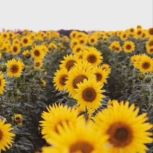 Preview wallpaper sunflowers, flowers, field, yellow