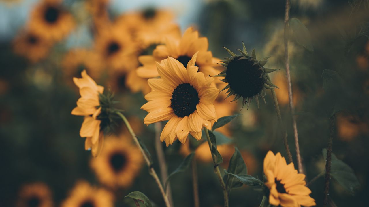 Wallpaper sunflowers, flowers, field, yellow, petals