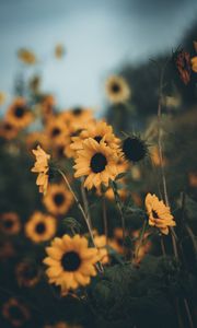 Preview wallpaper sunflowers, flowers, field, yellow, petals