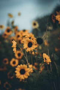 Preview wallpaper sunflowers, flowers, field, yellow, petals