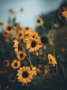 Preview wallpaper sunflowers, flowers, field, yellow, petals